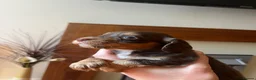 Cocker Spaniel dogs for sale: Cocker spaniel pups - Kc registered  - Advert 11
