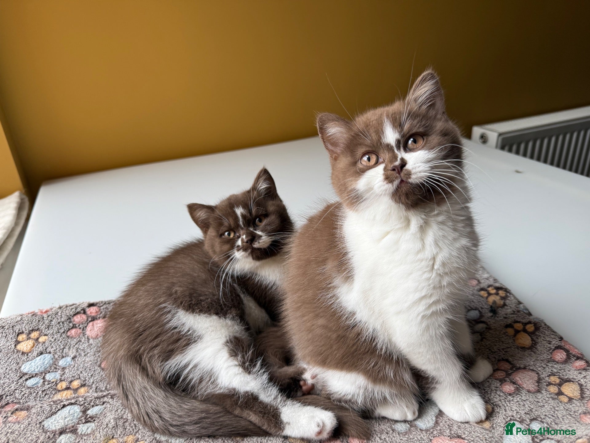British Shorthair cats Beautiful British shorthairs  - Advert 14