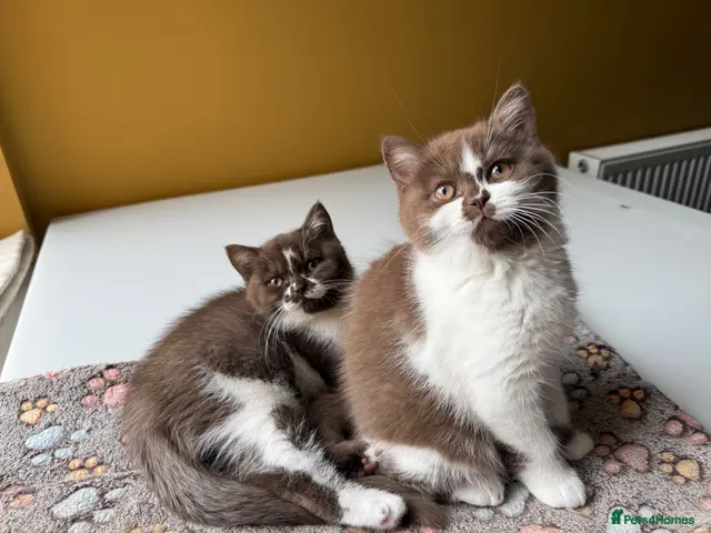 British Shorthair cats Beautiful British shorthairs - Advert 14