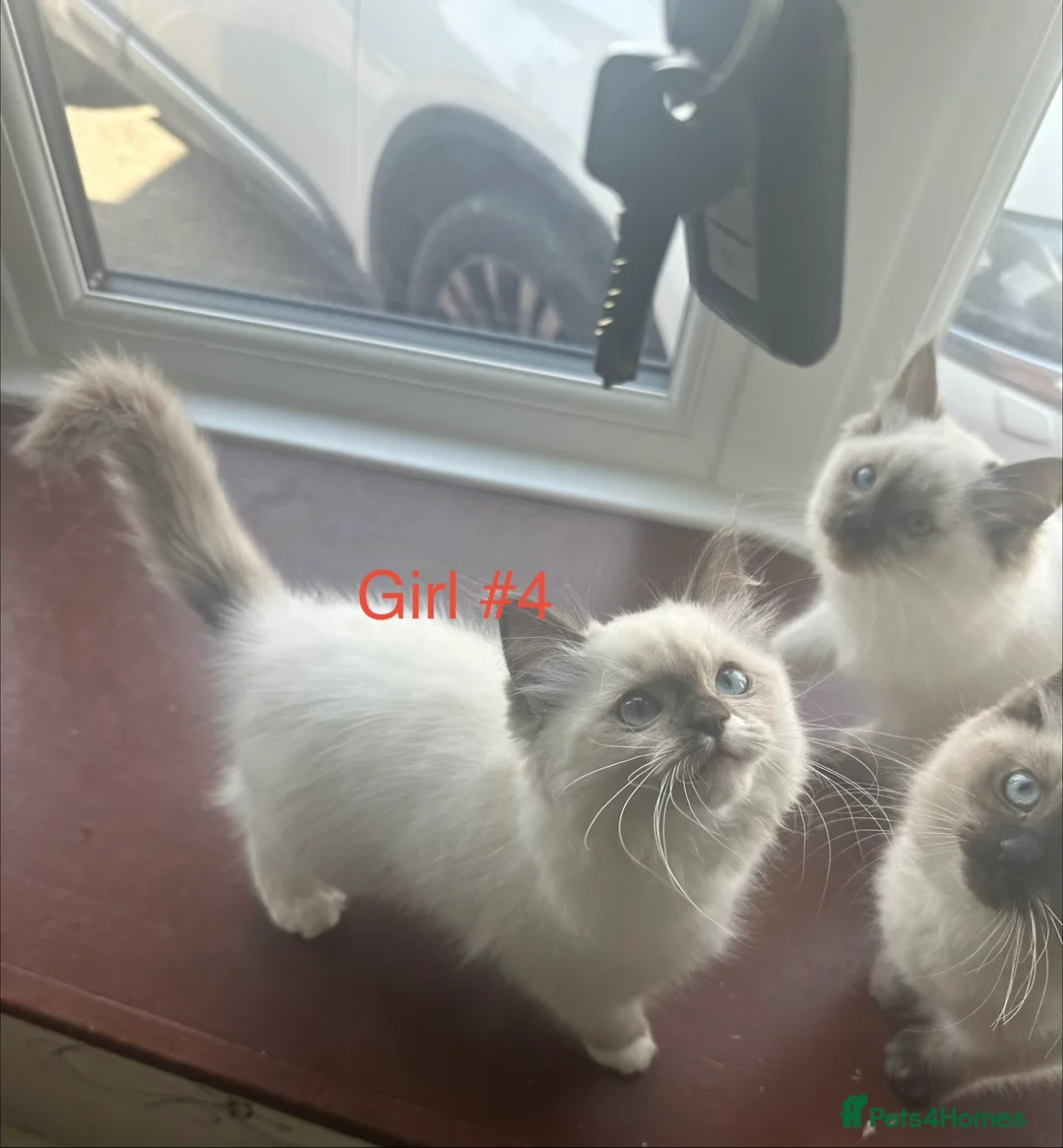 Ragdoll cats for sale: Stunning ragdoll girls for sale  in Grays - Advert 22