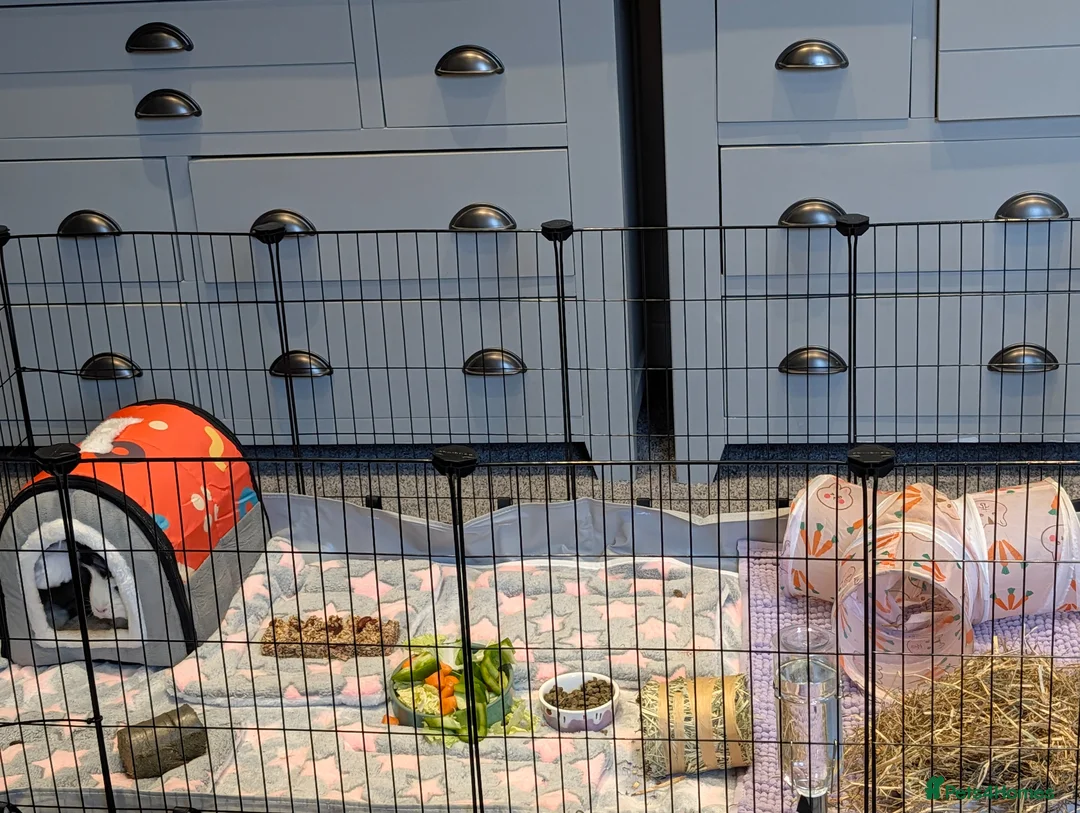 Guinea Pig rodents for sale: Female Guinea pigs for rehoming  - Advert 7