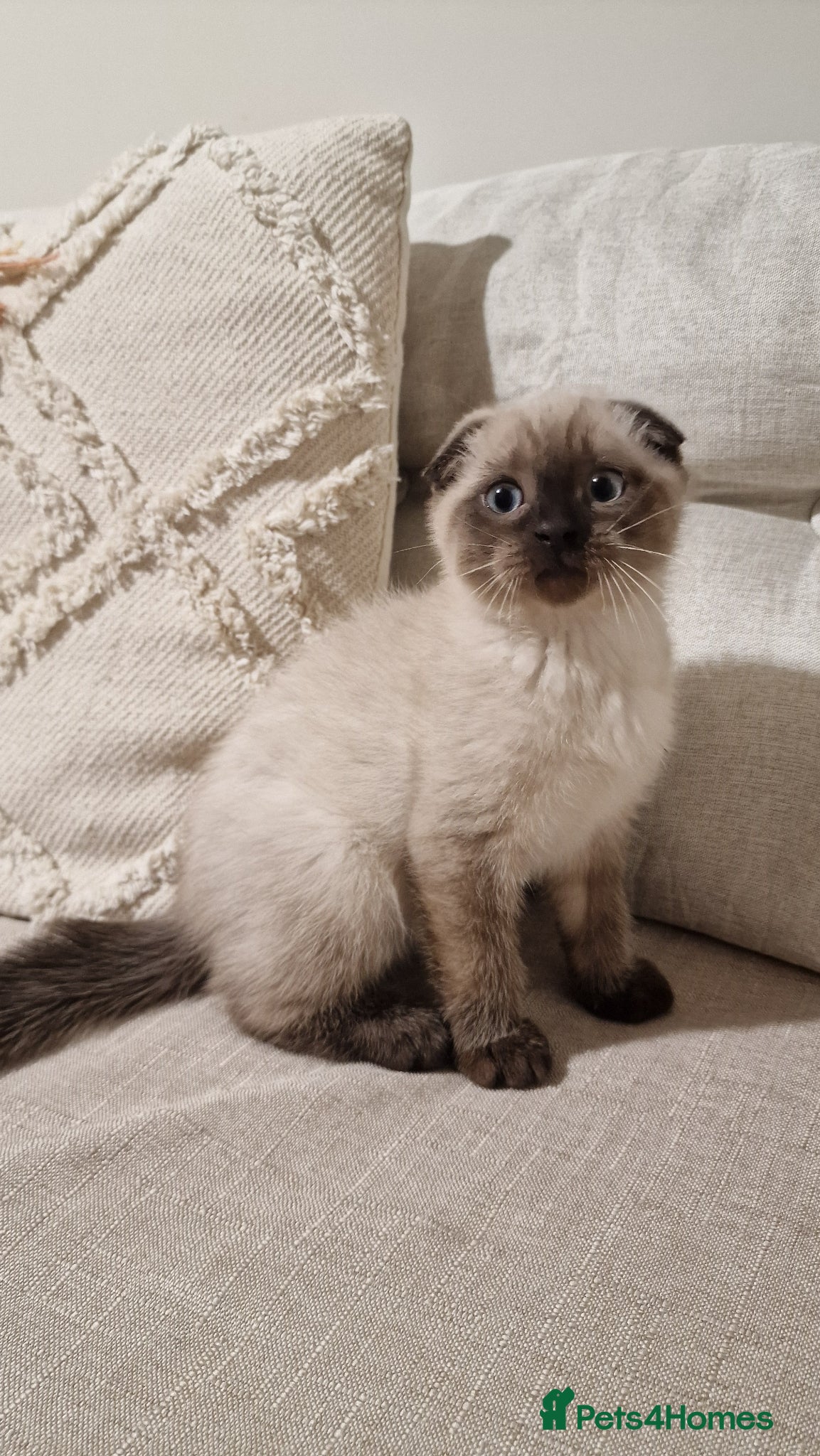 Scottish Fold cats 🐾 Gorgeous Scottish Fold! 🐾 Ready - Advert 2