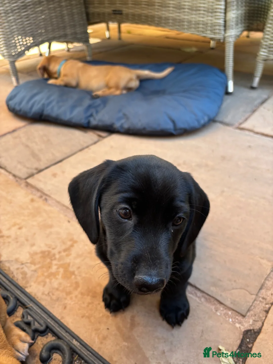 Mixed Breed dogs for sale: Dachsador in Wellington - Advert 2