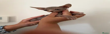Sphynx Kitten 3