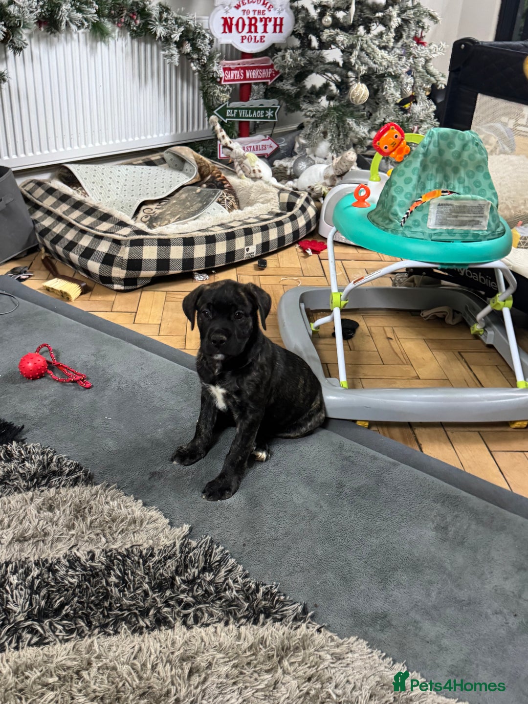 Mixed Breed dogs for sale: American Staff x Bullmastiff Pups  - Advert 29
