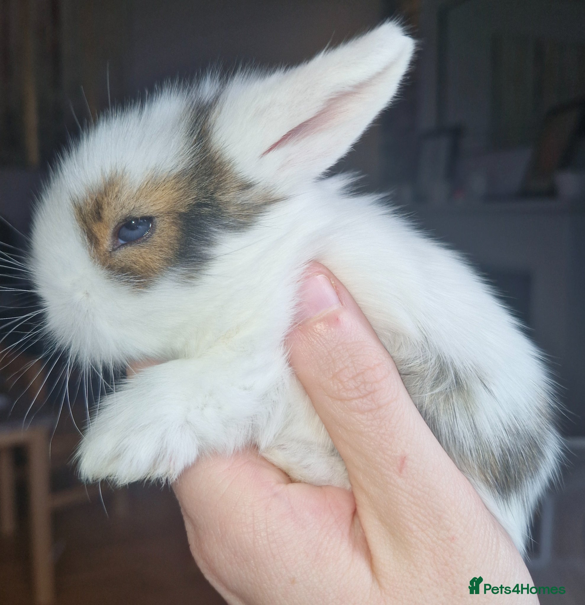 Mini Lion Lop rabbits Mini Lop X Double Maned Lionhead Babies - Advert 13