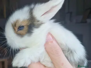 Mini Lion Lop rabbits Mini Lop X Double Maned Lionhead Babies - Advert 13