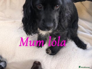 Cocker Spaniel dogs Beautiful Cocker Spaniel Puppies - Advert 3