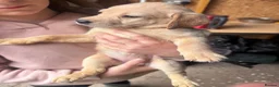 Labrador Retriever dogs for sale: KC Registered Labrador Puppies in Banchory - Advert 9