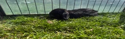 Mini Lop rabbits for sale: Litter of Mini Lop bunnies  - Advert 11