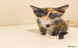 Mixed Breed cats for sale: 2 months old kittens  - Image 11