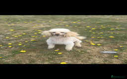 Cockapoo dogs for sale: Gorgeous cockerpoo  puppies for sale  - Image 29