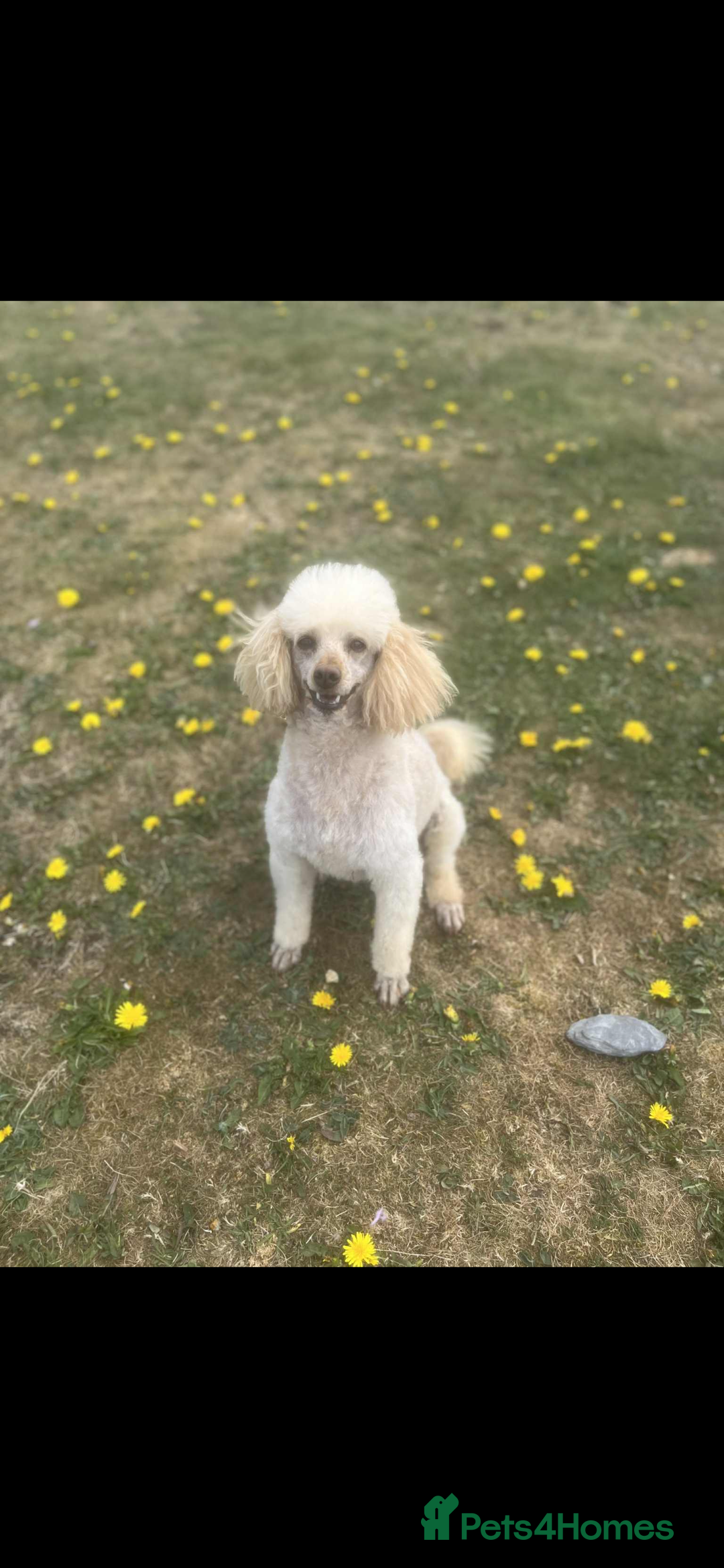 Cockapoo dogs for sale: Gorgeous cockerpoo  puppies for sale  - Image 29