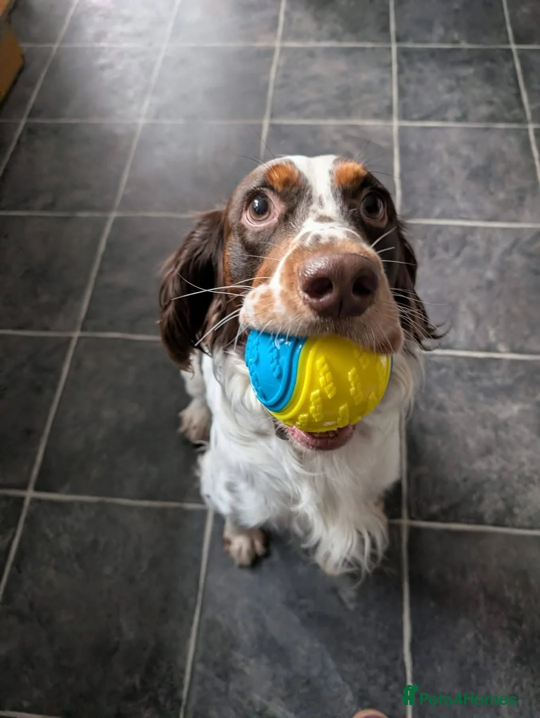 English Springer Spaniel dogs for adoption: ‼️ URGENT FOSTER OR FOSTER TO ADOPT 💙🐶 TOMMY in High Peak - Advert 2