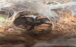 Tarantulas invertebrates for sale: Chromatopelma Cyanepubescens (Female) - Image 3
