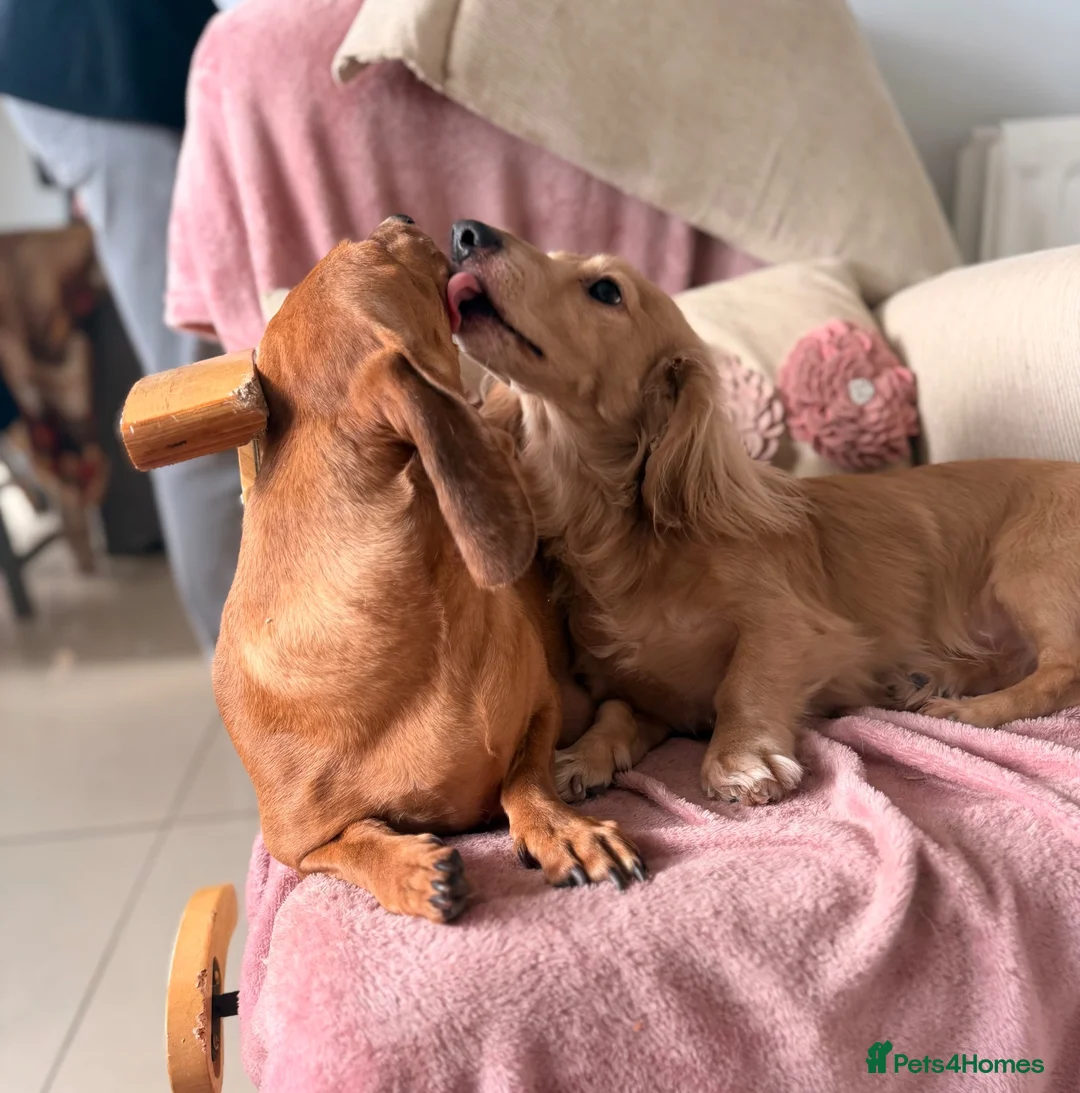 Miniature Dachshund dogs for sale: Miniature long and smooth dachshund pups in Castleford - Advert 18