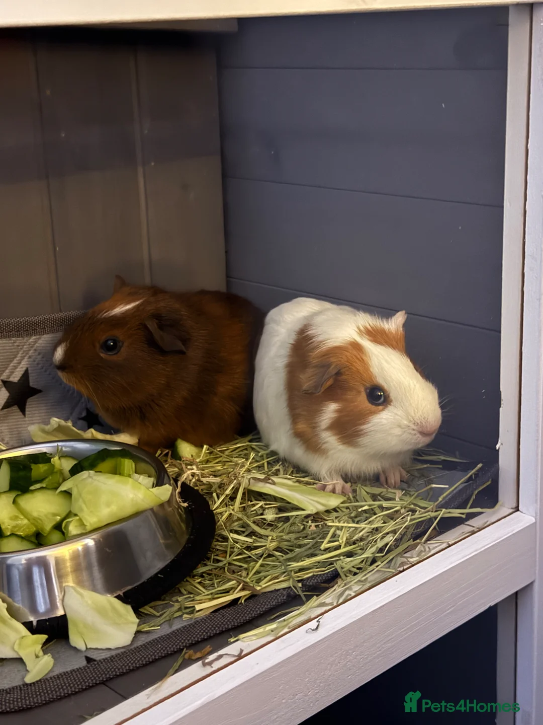 Guinea Pig rodents for sale: 2 Guinea Pigs and cage for sale in Rotherham - Advert 1