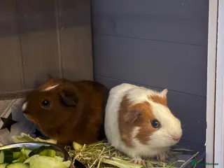 Guinea Pig rodents 2 Guinea Pigs and cage for sale - Advert 3