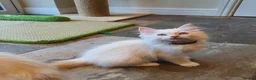 Ragdoll cats for sale: 💖Very Beautiful GCCF Registered Ragdoll Kittens. - Advert 13