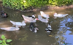 Ducks poultry for sale: Muscovy ducklings  - Image 2