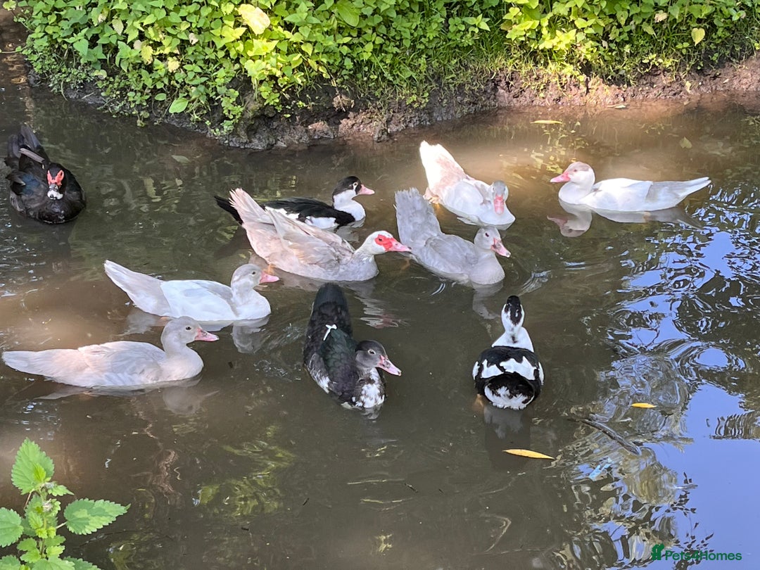 Ducks poultry for sale: Muscovy ducklings  - Image 2
