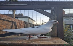 Pigeons birds for sale: Single German owl hen - Image 2