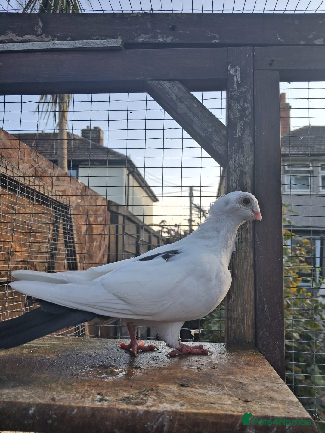 Pigeons birds for sale: Single German owl hen - Image 2