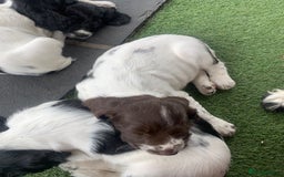 English Springer Spaniel dogs for sale: Springer pups - Image 9