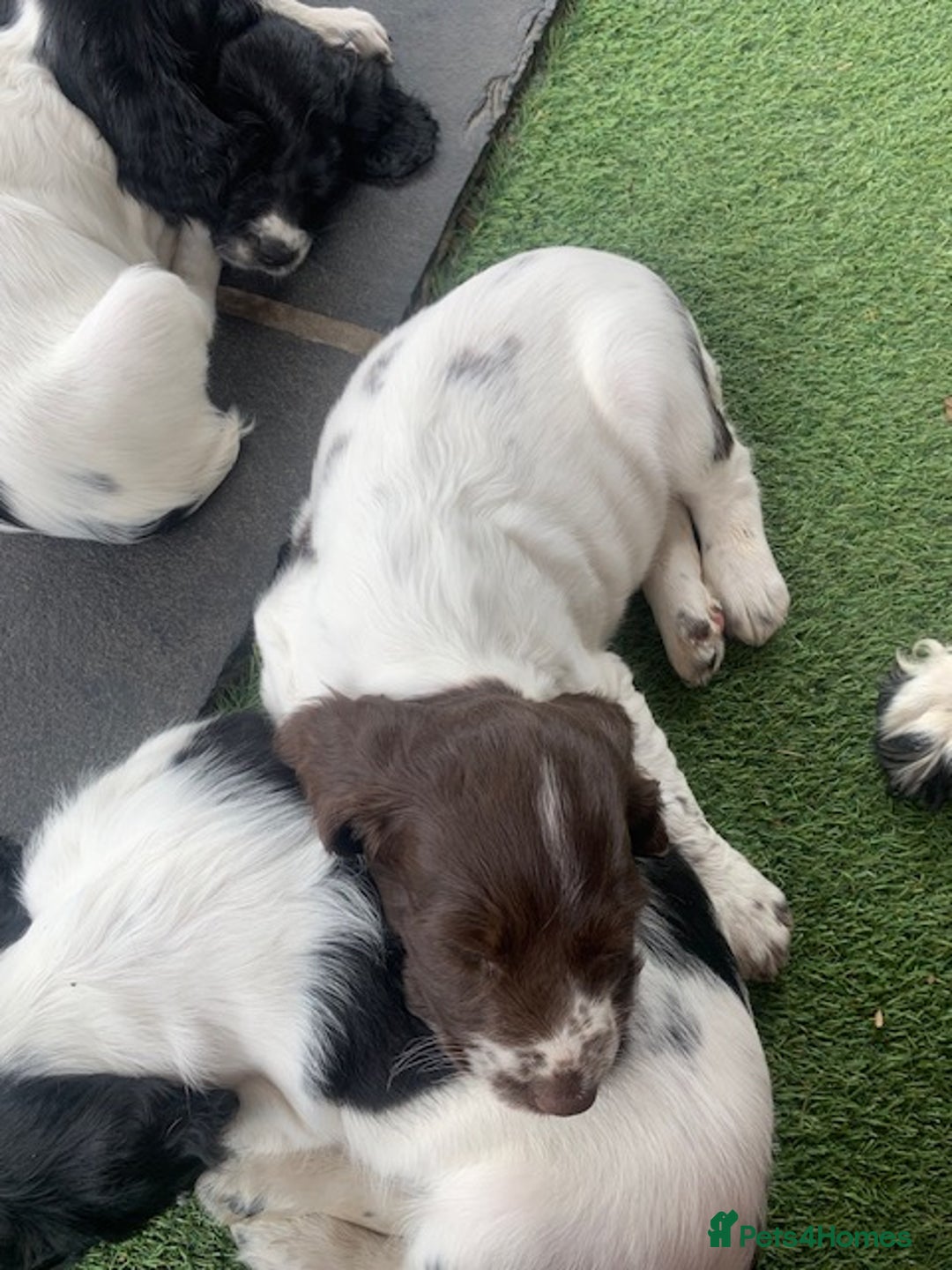 English Springer Spaniel dogs for sale: Springer pups - Image 9