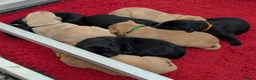 Labrador Retriever dogs for sale: Beautiful 7th Generation Labrador Puppies - Advert 6