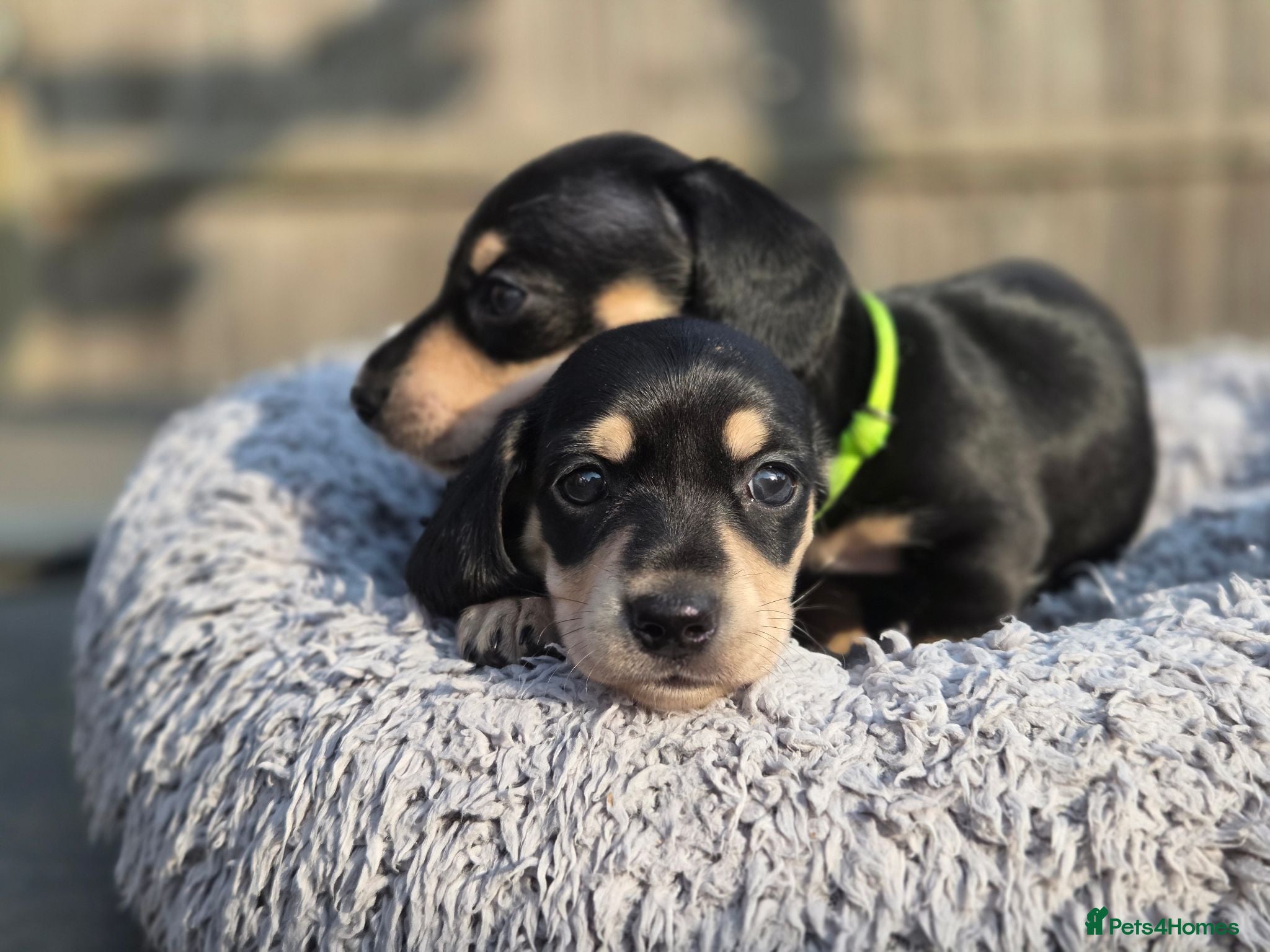 Miniature Dachshund dogs Kc reg miniature dachshunds - Advert 5