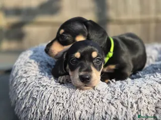 Miniature Dachshund dogs Kc reg miniature dachshunds - Advert 6
