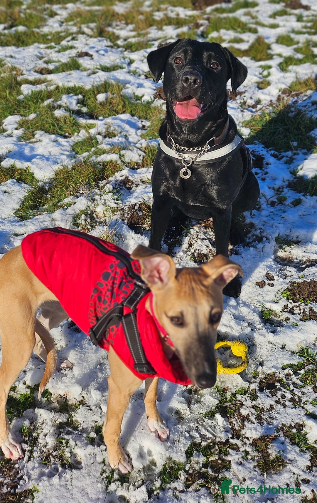 Whippet dogs for sale: Beautiful female whippet  - Advert 7