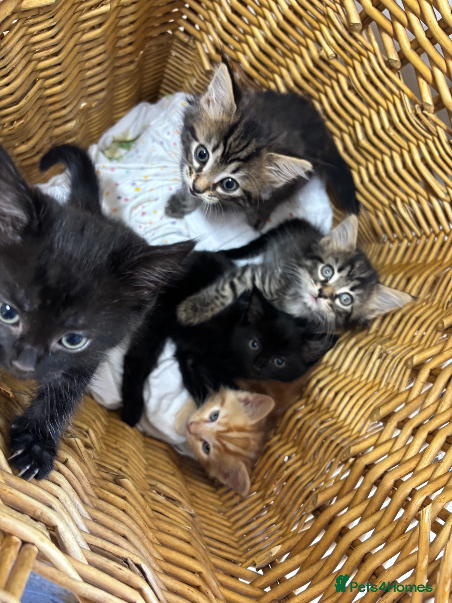 Mixed Breed cats Beautiful litter of kittens  - Advert 14