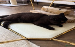 British Shorthair cats for sale: Black chunky boy 🖤🐈‍⬛ - Image 3