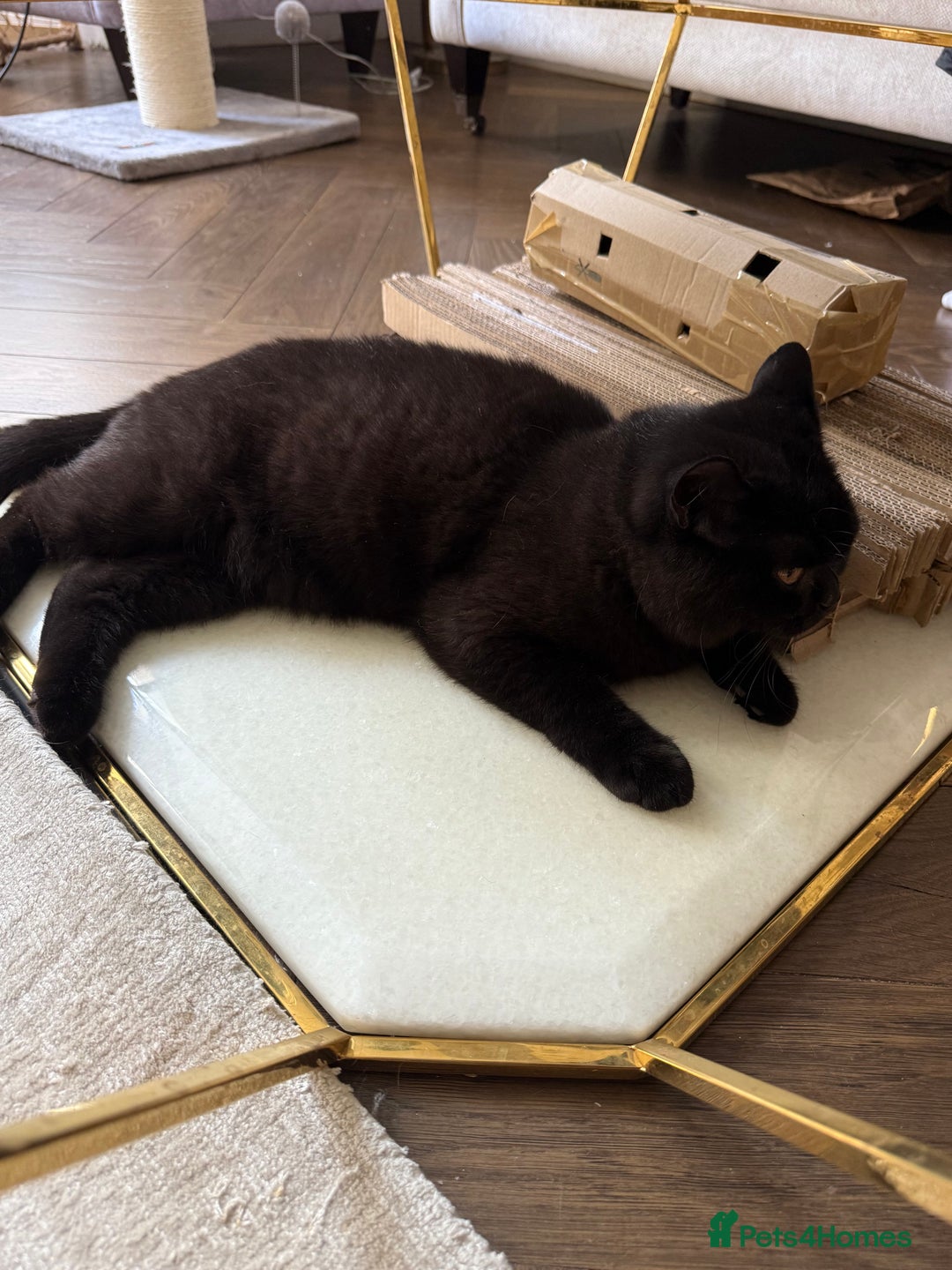 British Shorthair cats for sale: Black chunky boy 🖤🐈‍⬛ - Image 3