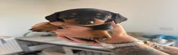 Miniature Dachshund dogs for sale: Miniature Black and Tan dachshunds  in Glenrothes - Advert 7