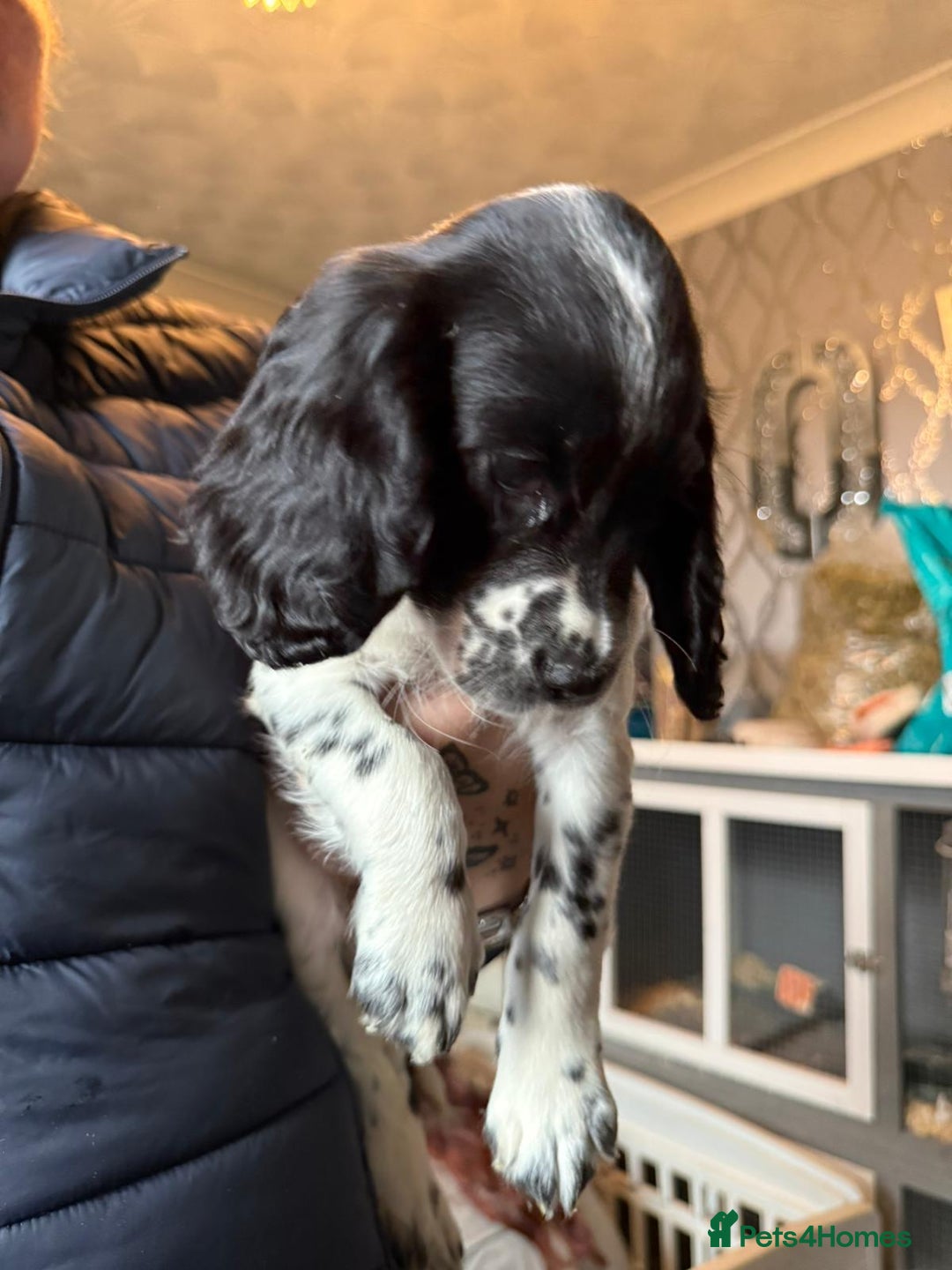 Cocker Spaniel dogs for sale: REDUCED & READY NOW 2 girl COCKERS - Advert 25