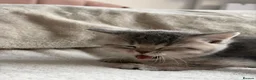 British Shorthair cats for sale: Gorgeous BSH Chinchilla Kittens  - Advert 8