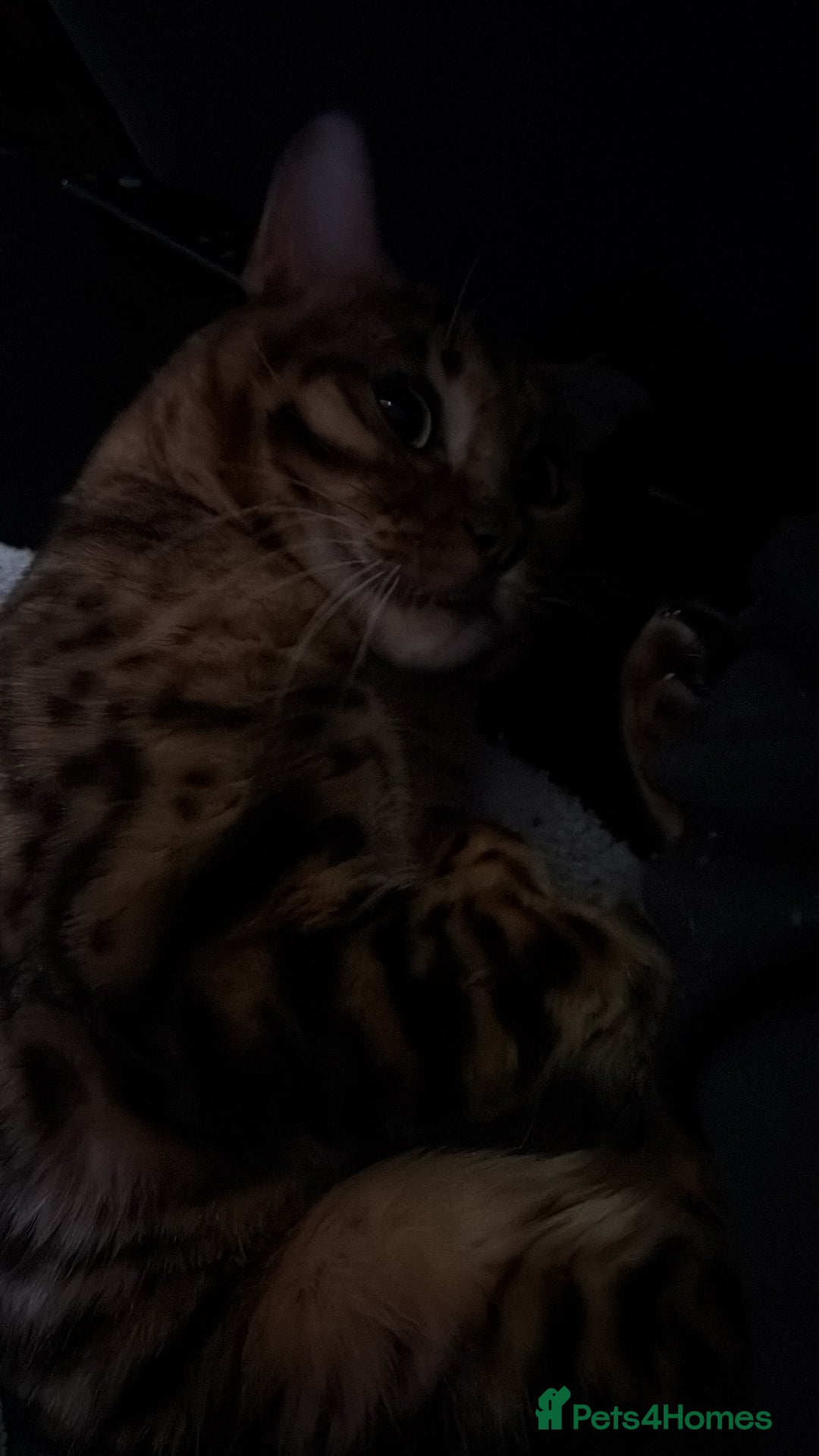 Bengal cats for sale: 2 Bengal brothers  - Advert 4