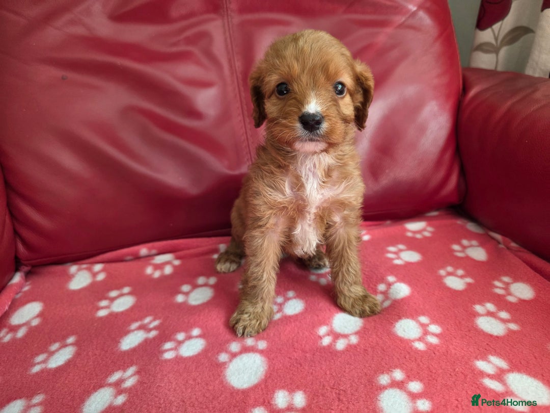 Cavapoo dogs for sale: F1 cavapoos  - Image 4