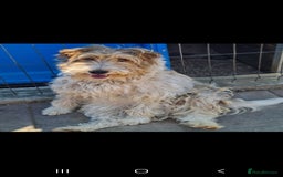 Fox Terrier dogs for adoption: Boris, fox terrier  - Image 6