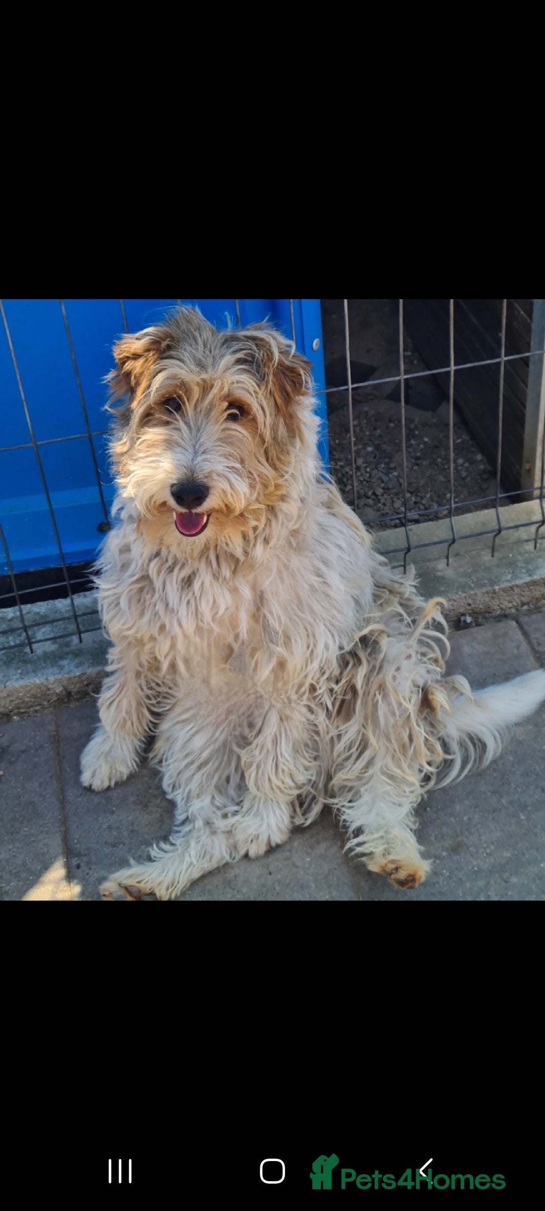 Fox Terrier dogs for adoption: Boris, fox terrier  - Image 6