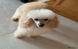 Miniature Poodle dogs for stud: HEALTH TESTED Kc Registered Miniature Poodle STUD in Doncaster - Image 2