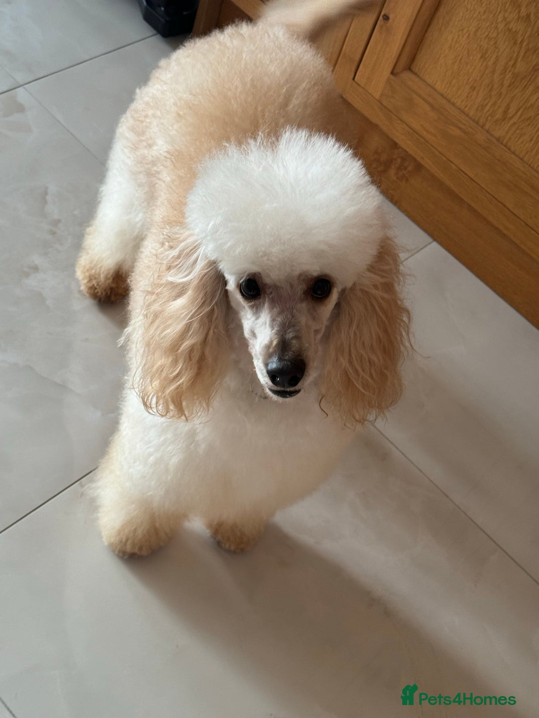 Miniature Poodle dogs for stud: HEALTH TESTED Kc Registered Miniature Poodle STUD in Doncaster - Image 2