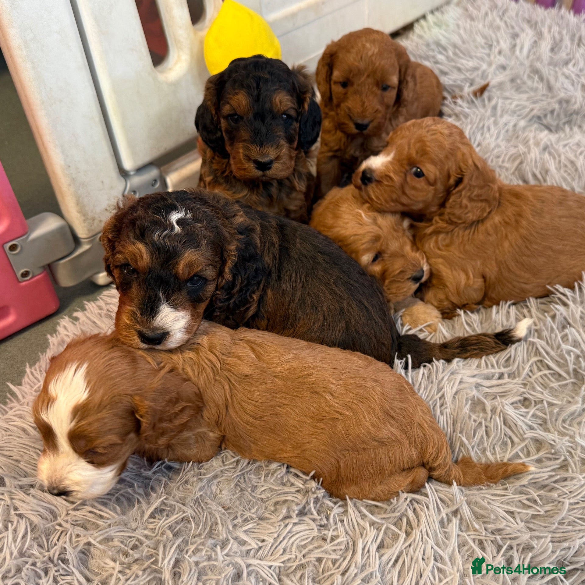 Cockapoo dogs for sale: F1 Cockapoo litter available  #DNA Health tested# - Advert 1