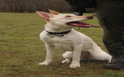 Belgian Shepherd Dog dogs for sale: ZYLA - Belgian Malinois - Image 7