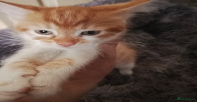 Mixed Breed cats - Advert 4