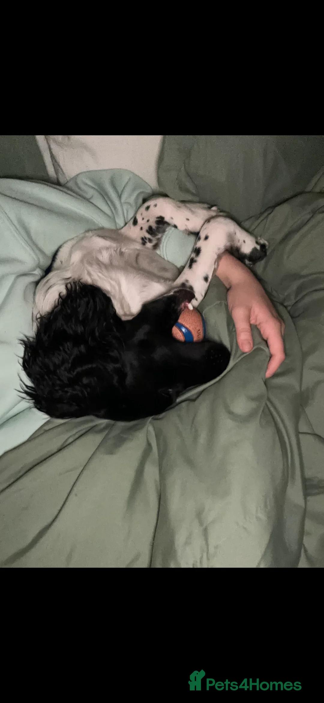 Sprocker dogs for sale: Sprocker spaniel bitch  - Advert 3