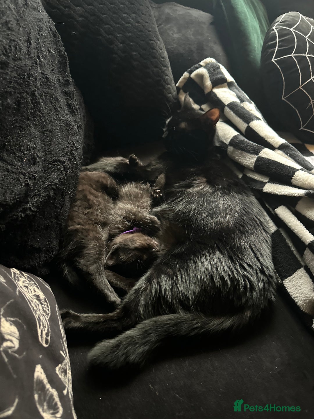 Maine Coon cats for sale: Maine Coon Kittens  - Advert 8